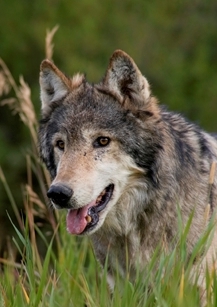 2012-09-10-malewolfcropped.jpg