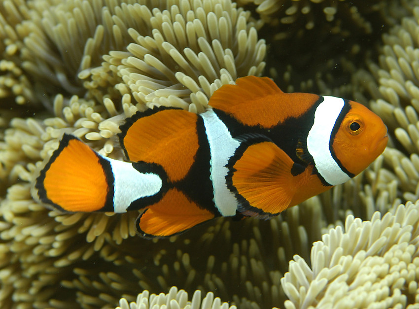 2012-09-18-RS9676_Amphiprion_percula_orange_clownfish_CoralCoE_Flickr_FPWC_commercial_use_okscr.jpg