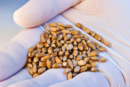 2012-09-21-wheatseeds.jpg