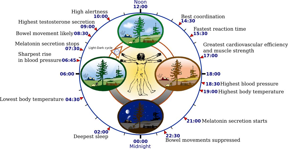 2012-09-22-Biological_clock_human.PNG