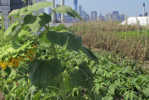 2012-09-22-roofopgarden.png