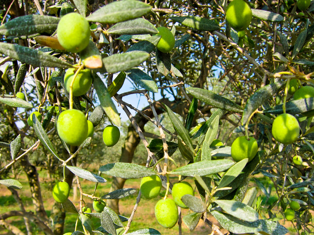 2012-09-24-Olives.jpg