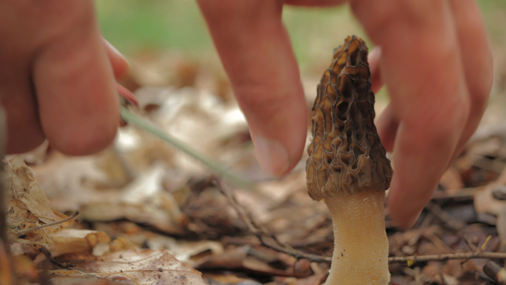 2012-10-11-NOWFORAGERpressstillBlackmorel.jpg