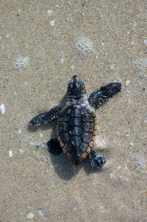 loggerhead hatchling