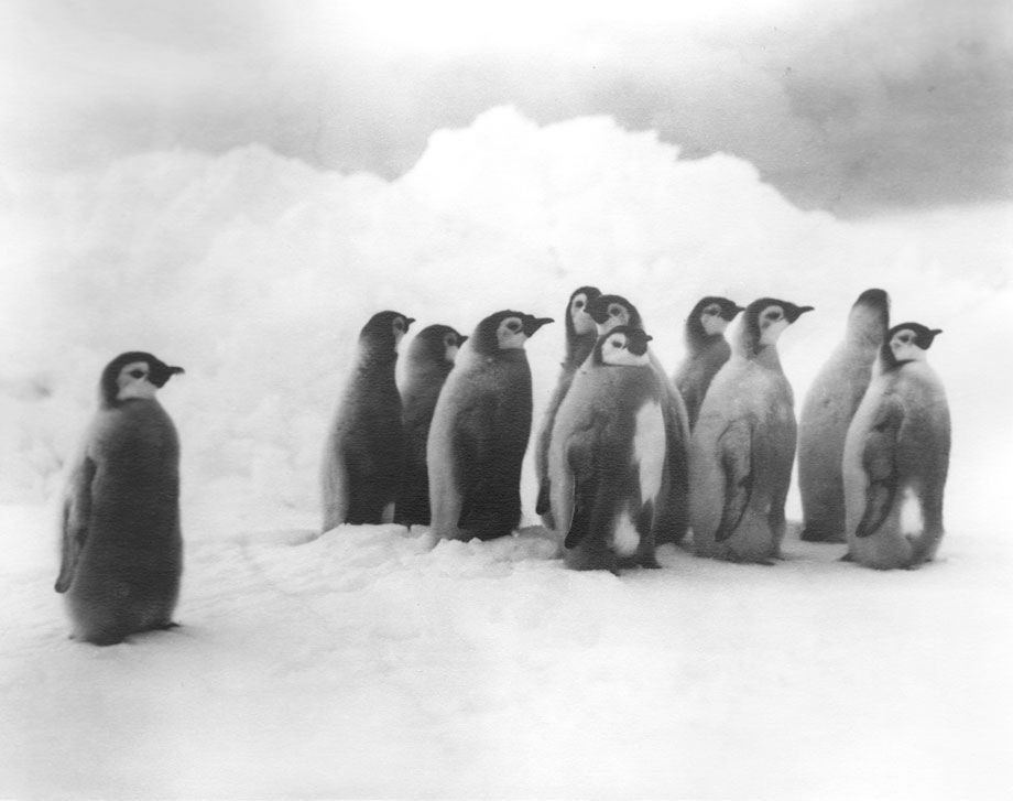 2012-10-11-penguin2.jpeg