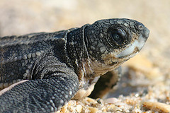 leatherback hatchling