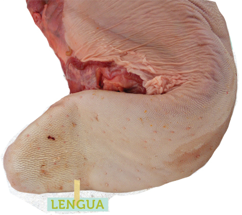 2012-10-14-lengua.jpg