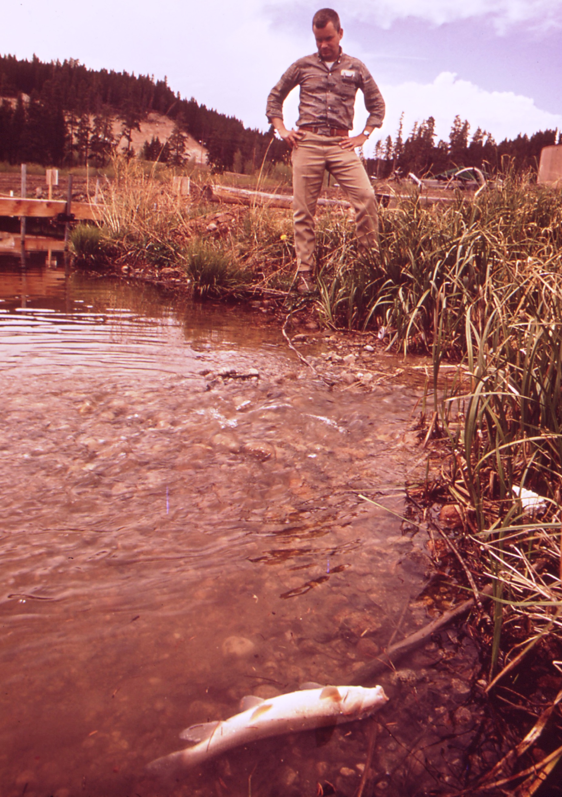 2012-10-15-FISH_KILLED_BY_WATER_POLLUTION__NARA__543829.jpg