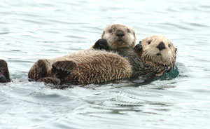 2012-10-15-otter_pup_1USGS.jpg