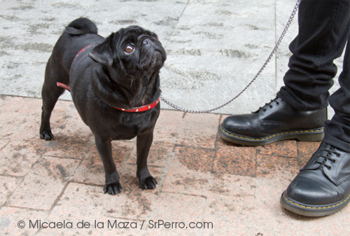 2012-10-15-paseador.jpg