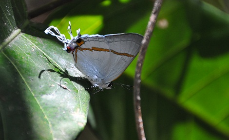 2012-10-16-Whitebutterfly.jpg