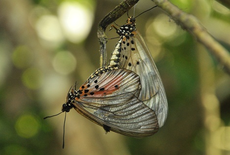 2012-10-16-matingbutterflies.jpg