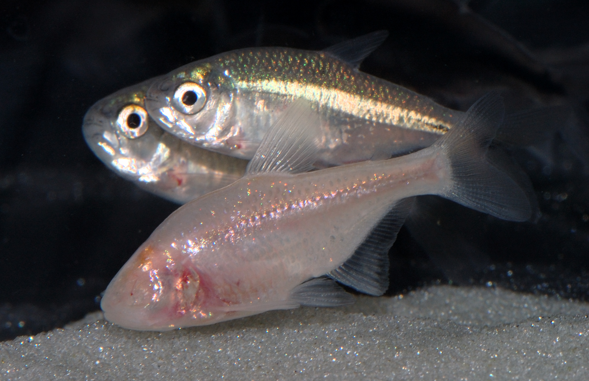 Cave fishing. Мексиканская тетра рыба Пещерная. Слепая Пещерная рыбка. Astyanax. Cavefish.