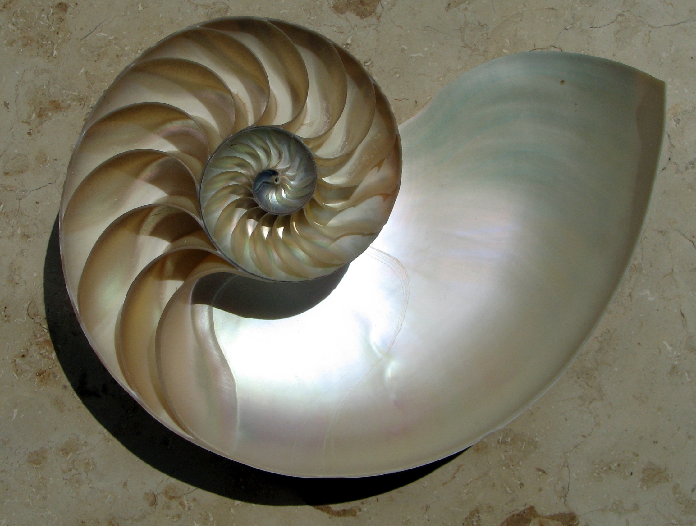 2012-10-18-NautilusCutawayLogarithmicSpiral.jpg