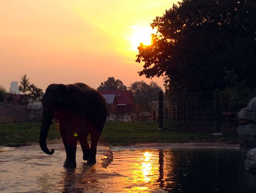 2012-10-19-elephantzoo.jpg