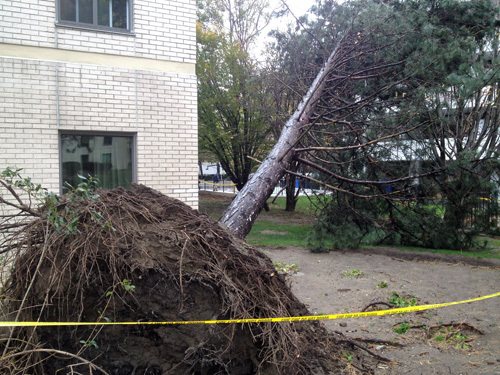 2012-11-01-hursandy1.jpg