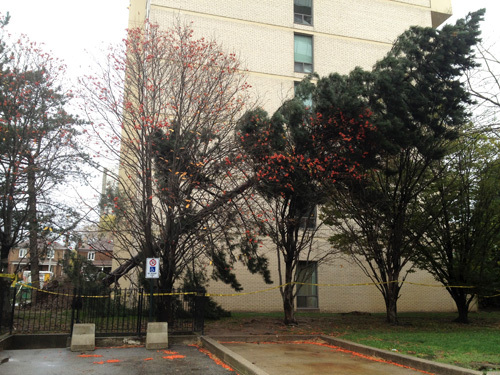 2012-11-01-hursandy2.jpg