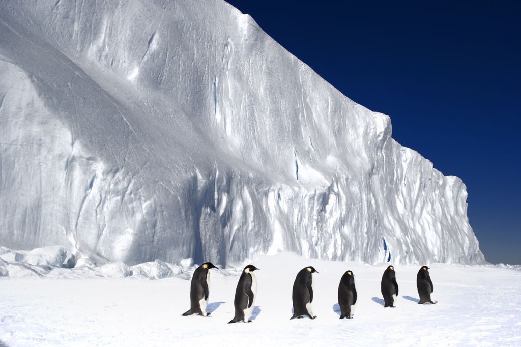 2012-11-01-s.o.penguins.jpg