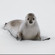 2012-11-01-s.o.seal.jpg