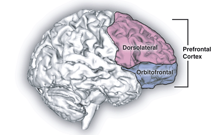 2012-11-04-Prefrontal_cortex.png