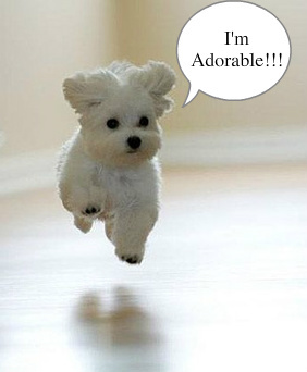 2012-11-05-PuppyBlisshuffpo.jpg