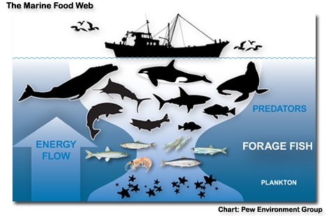 A Pew chart illustrating the marine food web