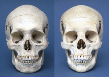 2012-11-06-Skulls1.png