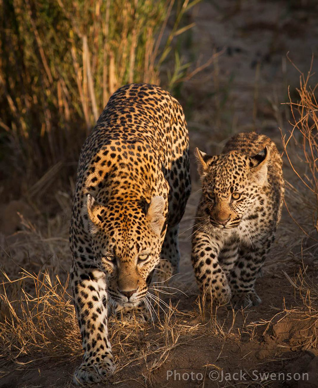 2012-11-06-leopard_cub_copyright_Jack_Swenson.jpg