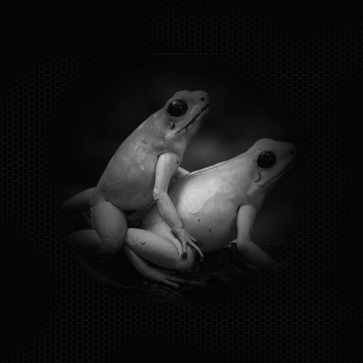 2012-11-07-BdS.FROGS.EPPDCSI.SexualNature.jpg