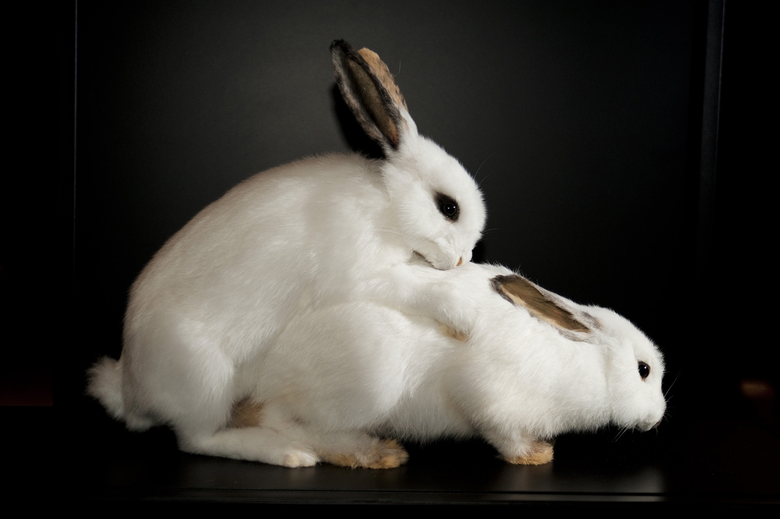 2012-11-07-Lapins_SexualnatureLondonsNaturalHistoryMuseum.jpg