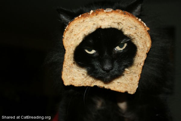 2012-11-08-killercatbreading.jpg