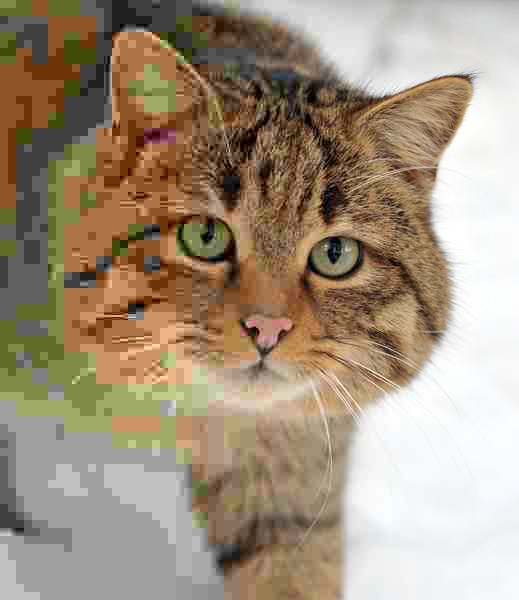 2012-11-11-Felis_silvestris_silvestris_small_gradual_decrease_of_quality.png