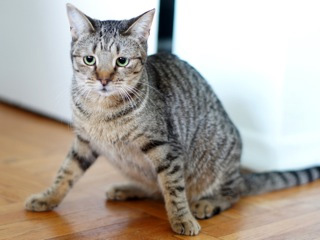 2012-11-14-cat1.jpg