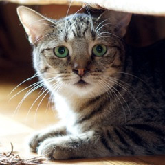 2012-11-14-cat2.jpg