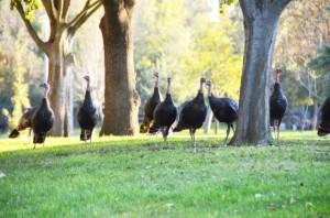 2012-11-19-wildturkeys300x198.jpg