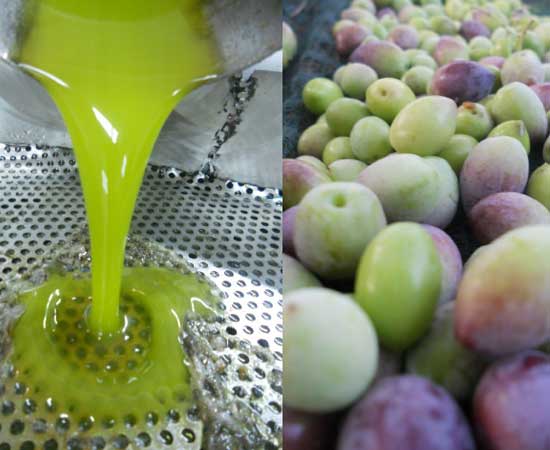 2012-11-20-Freshoilandearlyharvestoliveshuffpostblog.jpg