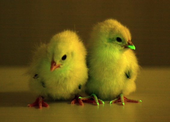 2012-11-27-chicks.jpg