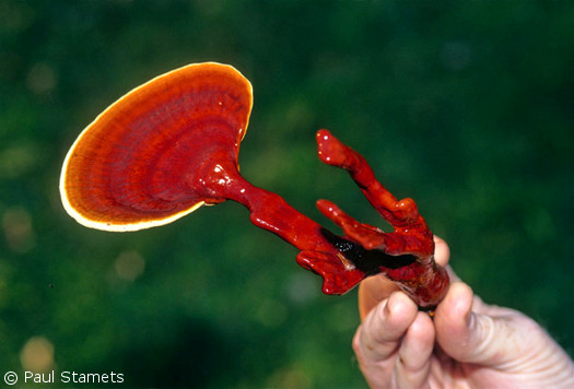 long dark reishi mushroom