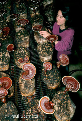 2012-11-29-Reishi3.jpg