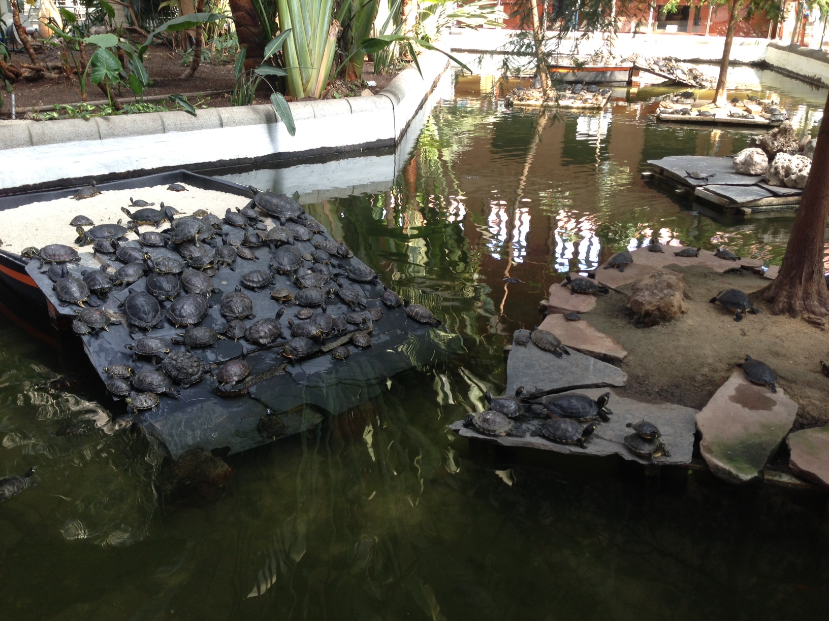 2012-12-04-turtle2.JPG