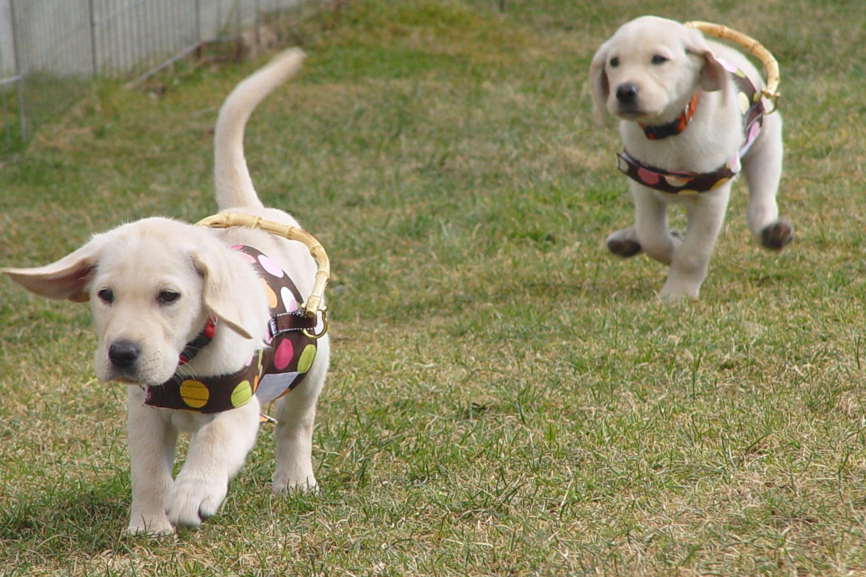 2012-12-14-Pupsrunninginharnesses.jpg