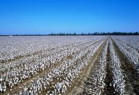 2012-12-18-cottonfields_publicdomain.jpg