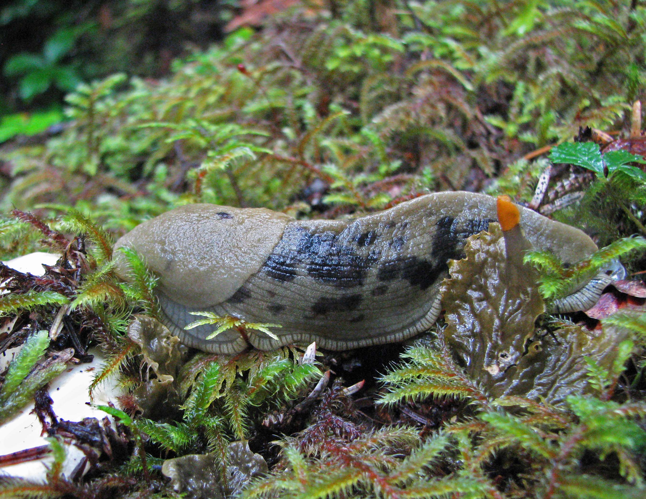 2012-12-20-Bananaslug.jpg