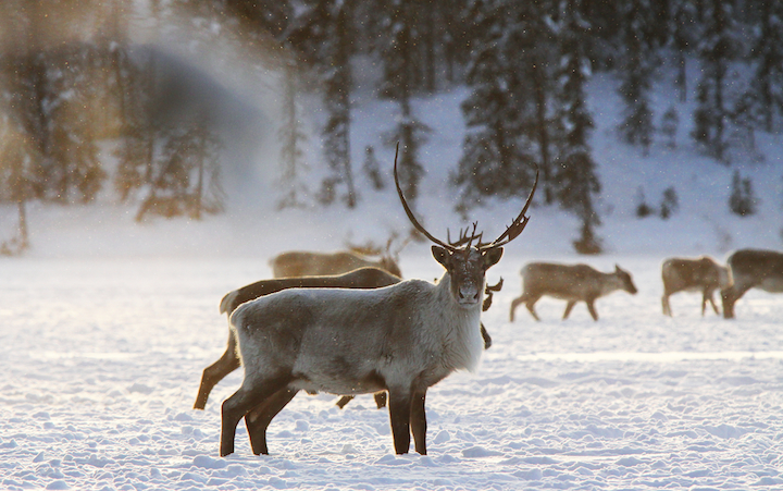 2012-12-20-Caribou.jpg