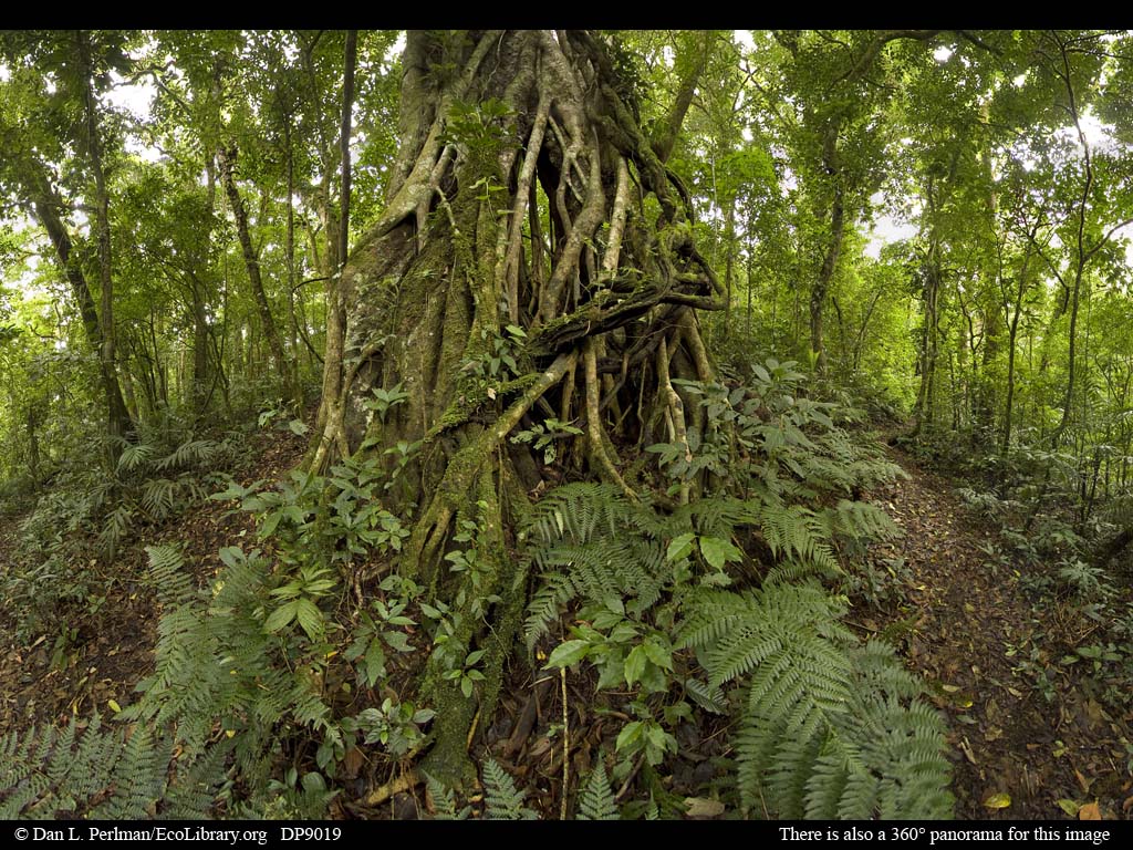 2012-12-22-Rainforest_strangler_fig_tree_Costa_Rica_DP9019.jpg