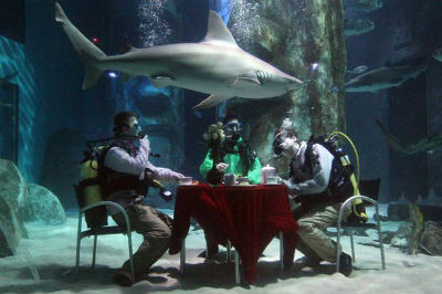 2012-12-30-shark.jpg