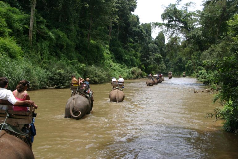 2013-01-03-ChiangDaoelephanttrek.jpg