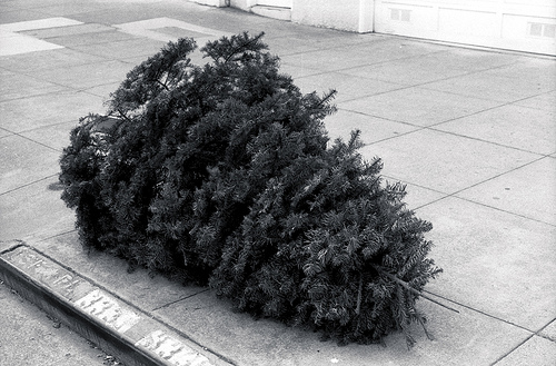 2013-01-07-deadchristmastree.jpg