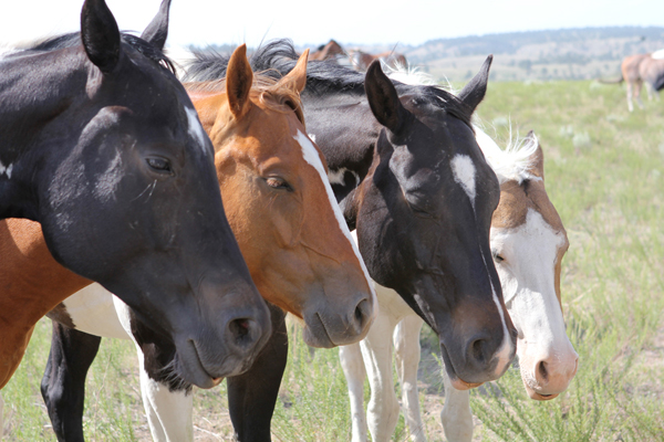 2013-01-07-kmc1213-horses-RunningWildHorses4600.jpg