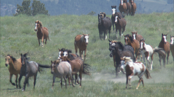 2013-01-07-kmc1213-runninghorses-runningwildhorses600.jpg